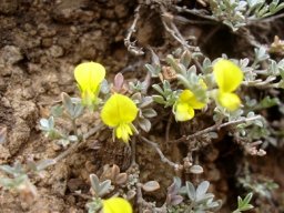 Leobordea arida